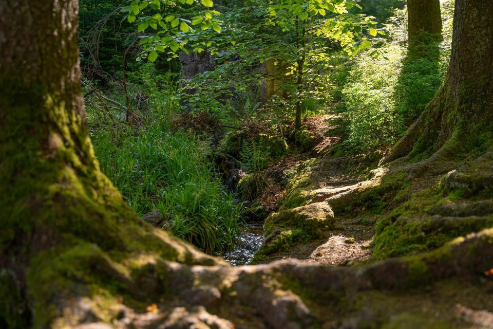 Etappe 3: Weg über Baumwurzeln