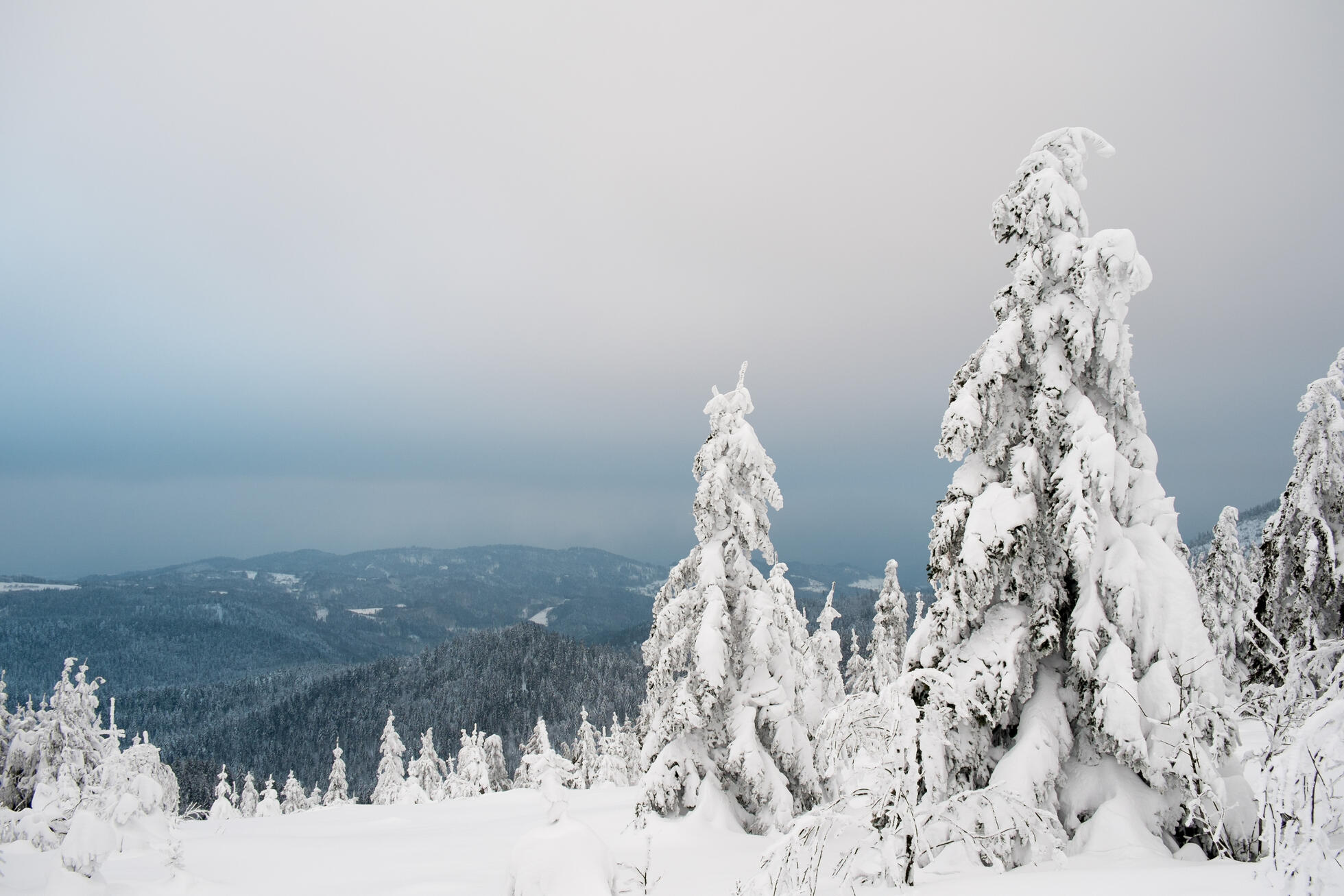 Winterstimmung im Nationalpark © Arne Kolb (Nationalpark Schwarzwald)